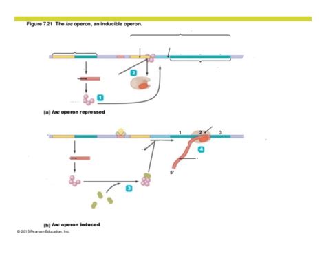 The Lac Operon Repressed Quiz