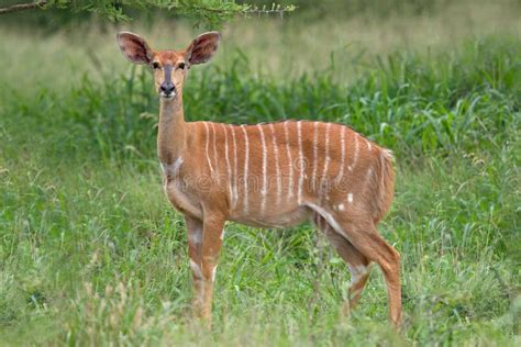 Nyala antelope stock photo. Image of south, animal, angasii - 15701100