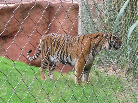 Oklahoma City Zoo 2010 - Sumatran Tiger in Cat Forest - ZooChat