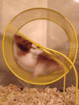 Hamster GIF - Find & Share on GIPHY