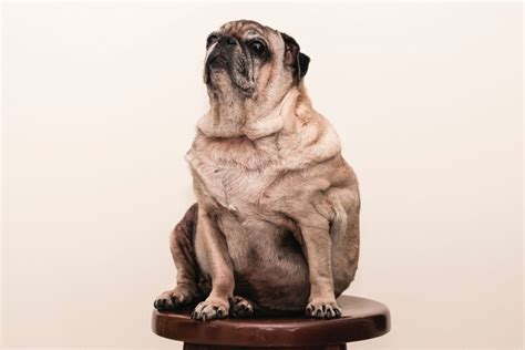 5 Fat Dog Breeds - PetHelpful