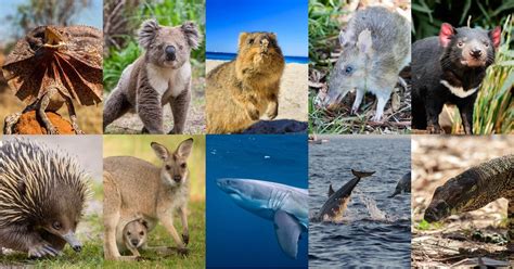 Top 100 + Famous animals in australia - Inoticia.net