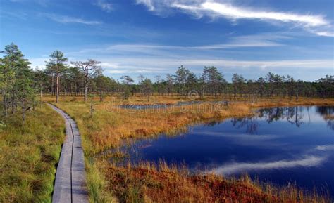 Swamp Viru in Estonia.the Nature of Estonia. Stock Photo - Image of ...