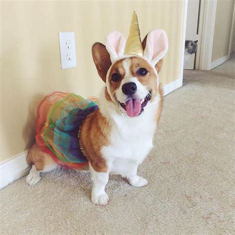 Cute animals show off their costumes on 'National Dress Up Your Pet Day ...