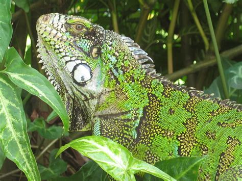 File:Green Iguana in Belém.JPG - Wikipedia, the free encyclopedia