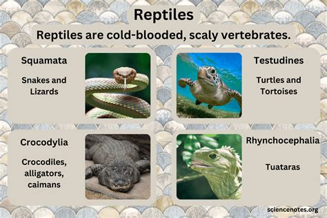 Reptiles - Definition, Examples, Characteristics