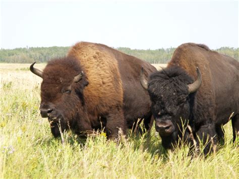 Two bison in the Bison Range in Riding Mountain National P… | Flickr