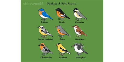 Songbirds of North America Poster