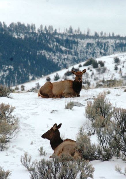 Yellowstone elk herd shows increase in latest count | State & Regional ...