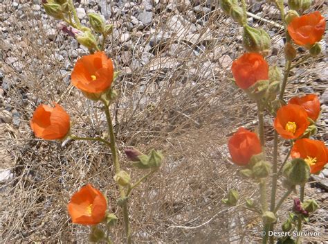 Desert Survivor: Mojave Desert Spring Wildflowers