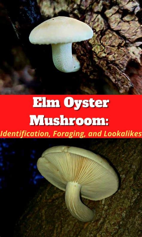 Elm Oyster Mushroom: Identification, Foraging, and Lookalikes - Mushroom Appreciation