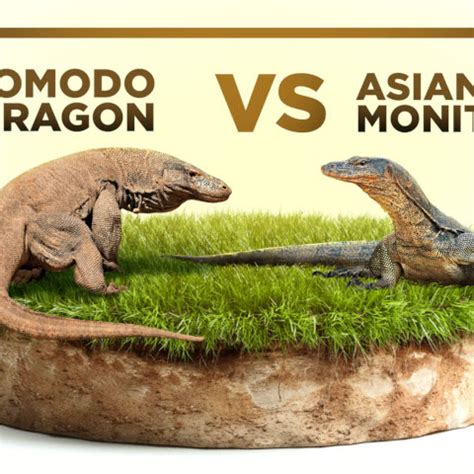 Komodo Dragon Size Comparison