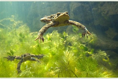 Frogs swimming in pond | Beautiful creatures, Animals, Reptiles