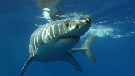 Conservation actions for South Africa's declining white shark ...