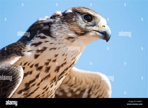 Saker falcon during a desert flight show Stock Photo - Alamy