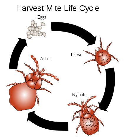 Chiggers (Mite) Bites, Rash Pictures, Treatment, Eradication | Healthhype.com