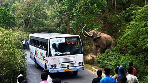 Elephant Attack In Kerala