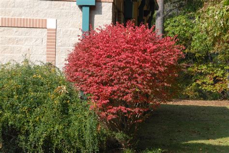 Euonymus alatus 'Compactus' (Compact Winged Euonymus, Dwarf-winged burning bush) | North ...