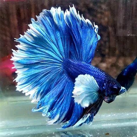 Royal blue | Pet fish, Colorful fish, Betta fish