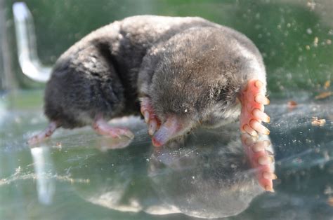 Eastern Mole, Virginia | Eastern Mole. Scalopus aquaticus (L… | Flickr