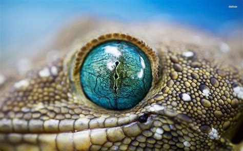 lizard Eye Close Up [19201200] | Reptile eye, Lizard eye, Crocodile eyes