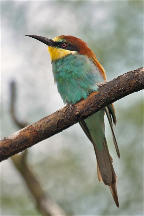 European bee-eater | The European bee-eater (Merops apiaster… | Flickr