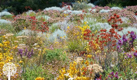 Plant A Native Garden Your Neighbors Will Love