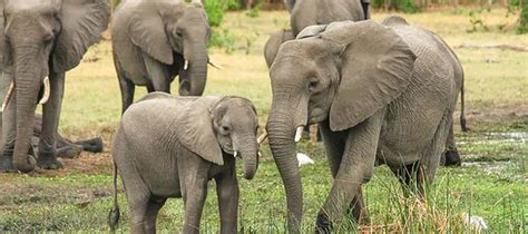 In a first, Elephant Memorial built in memory of elephants that lost their lives to abuse ...