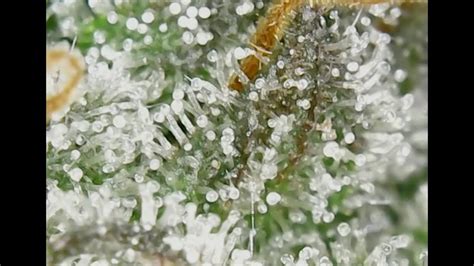 Trichomes- Do I harvest or not - YouTube