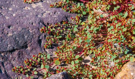 Stone Desert, Flowering Plants Xerophytes, Desert Landscape of a Dried ...