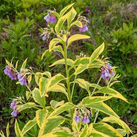 Variegated Russian Comfrey |Perennials from Gurney's