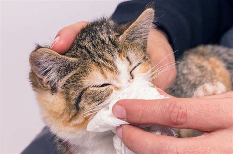 Natural Product To Clean Your Cat's Runny Eyes - Two Crazy Cat Ladies