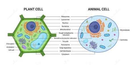 Diagrams of Plant and Animal Cells - 7th grade Science – Ms. Jeni Jamiolkowski – Whitworth ...