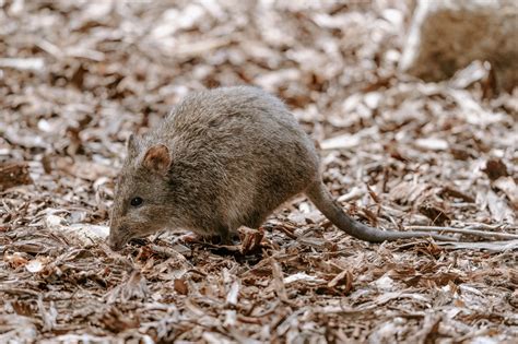 Noosa Long Nosed Potoroo Project - Landcare Led Bushfire Recovery Grants