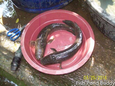 Fish Pond Buddy: How to Clean Mudfish ("Dalag")