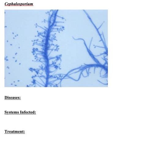 Solved Cephalosporium Diseases: Systems Infected: Treatment: | Chegg.com