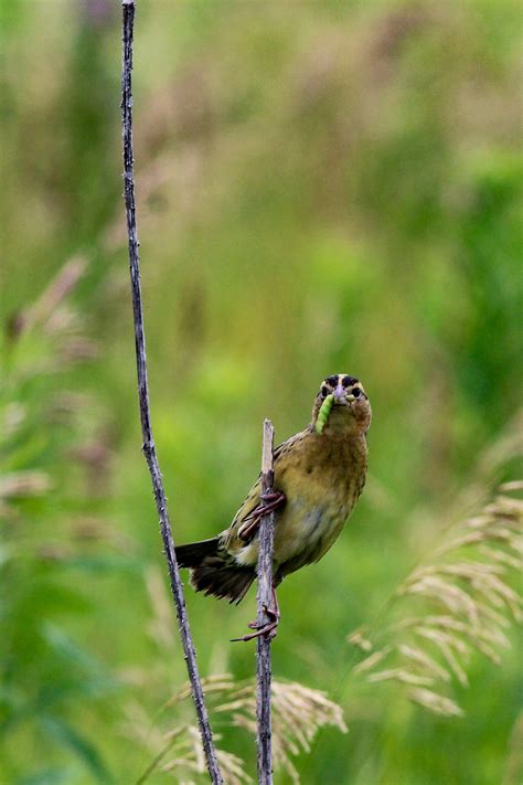 Bobolink | Audubon Field Guide