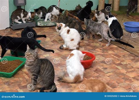 Cats Together on the Mat at the Animal Shelter Stock Photo - Image of green, furry: 59325202