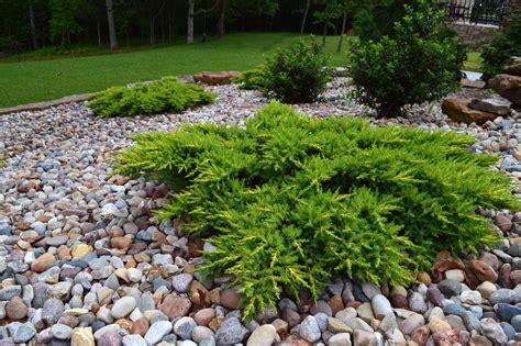 Calgary Carpet Juniper | Japanese garden, Front yard landscaping ...