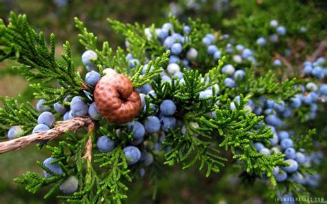 Juniper Berry: Top Health Benefits [2022 List] - urbol.com