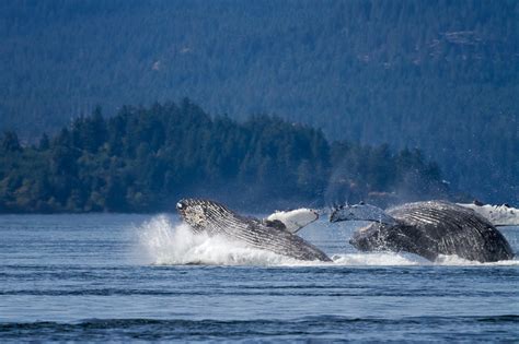 Humpback Whales Breaching - Anne McKinnell Photography