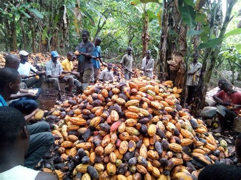 Child slavery in West Africa: understanding cocoa farming is key to ending the practice