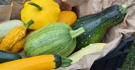 Why is My Yellow Squash Bumpy? A Comprehensive Guide - My Heart Lives Here
