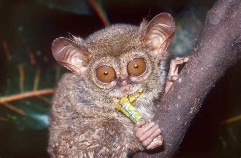 10 Terrific Facts About Tarsiers