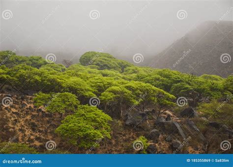 Salalah Khareef Monsoon Season Stock Image - Image of coastal, khareef: 185355869