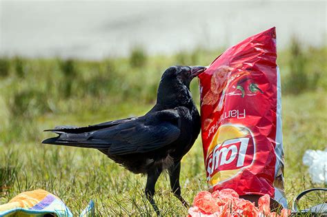 Crows and Chips | BirdNote