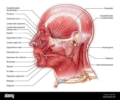 Facial Muscles, illustration Stock Photo - Alamy