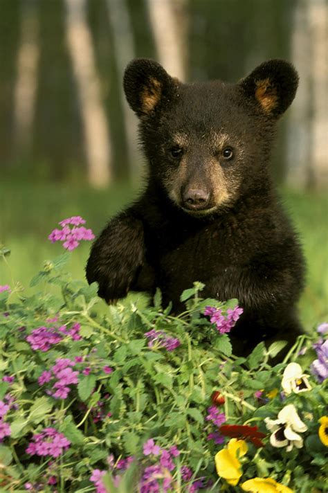 Captive Black Bear Cub Playing In Photograph by Michael DeYoung