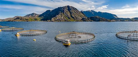 How To Start An Aquaculture Fish Farm - Aqua Farming Company