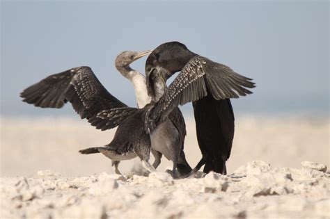 Cormorant Oceanography – From the top: Predators, Oceans & Ecosystems